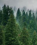 BOSQUE