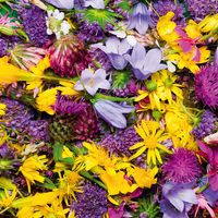 Crushed-Petals-fragrance-sq-600px_1