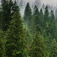 Forest-Commercial-Scent-600px