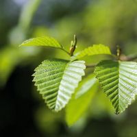 GreenLeaves-600px