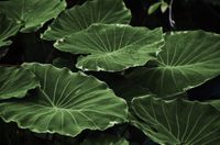 leaf2